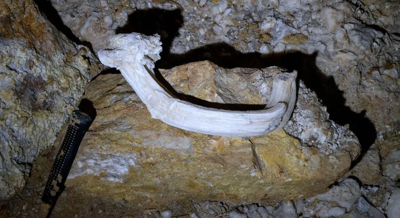 Mamutagyart találtak a tatai barlangászok, most méltó helyére kerülhetett