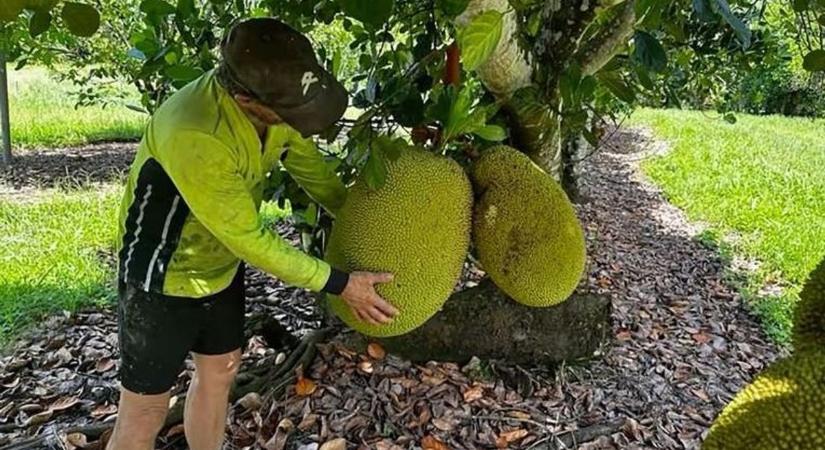 Óriási, 45 kilós gyümölcsöt talált egy ausztráliai farmer