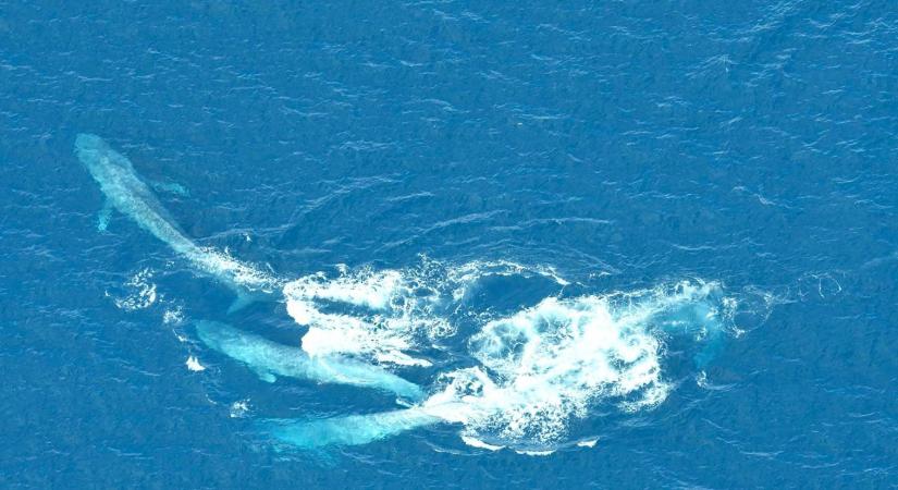 Hiánypótló felvételeken a kék bálnák alig párszor megfigyelt násztánca
