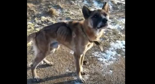 Rettenetes gyötrelmektől mentettek meg egy kutyát a bakonyi faluban (videóval)