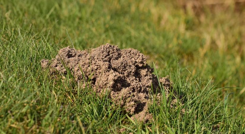 Lencsevégre kapták a világ egyik legrejtőzködőbb állatát – fotó