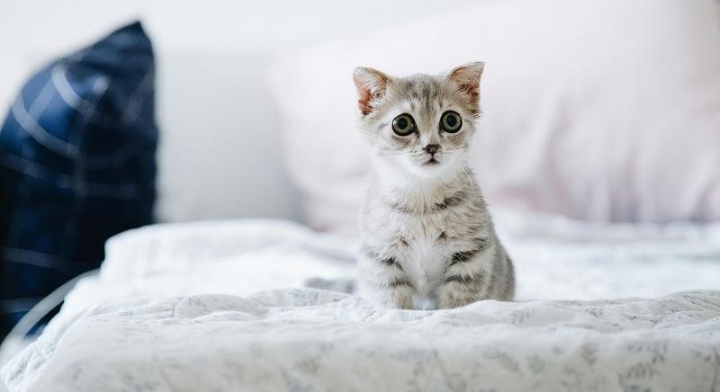 Cukiság: egy cica egyedül bement szülni az állatorvosi klinikára (MEGHATÓ VIDEÓ)