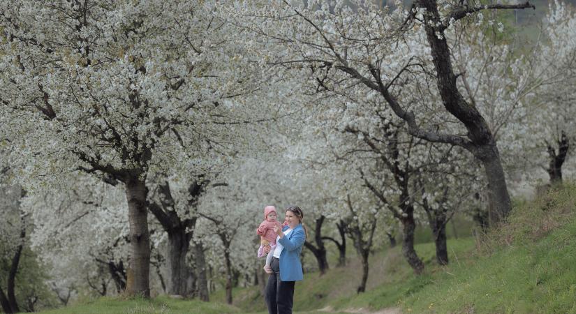 A Berdárkán a korai felmelegedés miatt közel egy hónappal hamarabb borult virágba a hírhedt cseresznyés