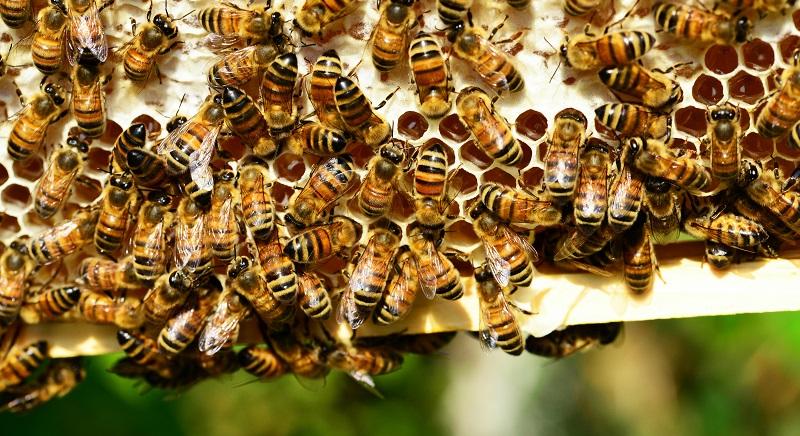 Több száz méhcsalád pusztult el Szatmár megyében – a hatóságok vizsgálják a mérgezést