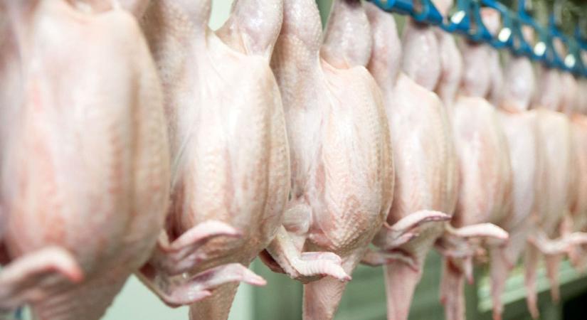 A szalmonellával fertőzött ukrán baromfihús halálhoz vezetett