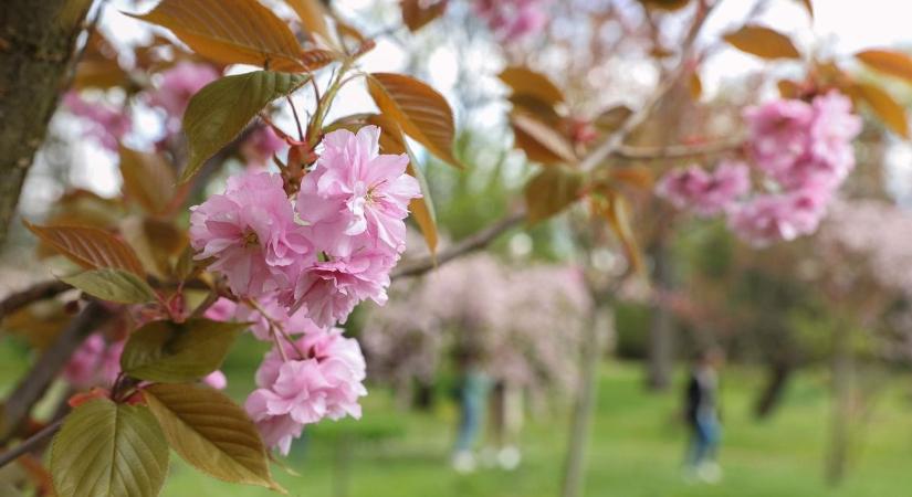 Cseresznyefa virágzást ünnepelnek a Füvészkertben