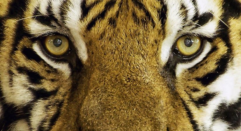 Elképesztő dolgot művelnek a tigrisek a parfüm illatára