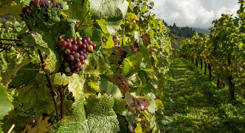 Július 1-ig kérelmezhető a borszőlő ültetvények átalakítási támogatása