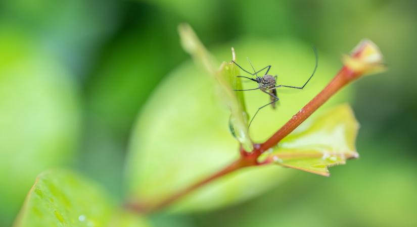 Pécsen tablettaosztással küzdenek a szúnyogok ellen