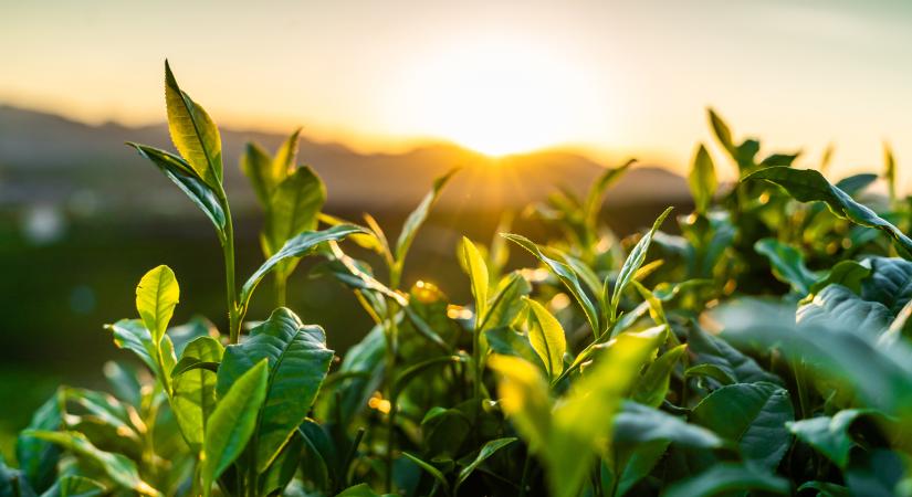 A mesterséges fotoszintézis vegyipari hasznosításáról publikáltak magyar kutatók
