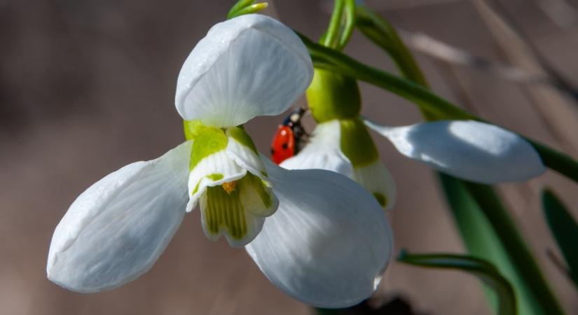 Tavaszi fotózási tippek a HONOR-tól – a jó eszköz a képlet egyik fele