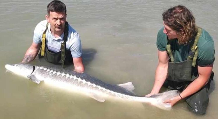 Óriási, 65 kilós tokhalat fogott a magyar horgász Bajánál: „Bődületes erővel tombolt” - itt vannak a fotók