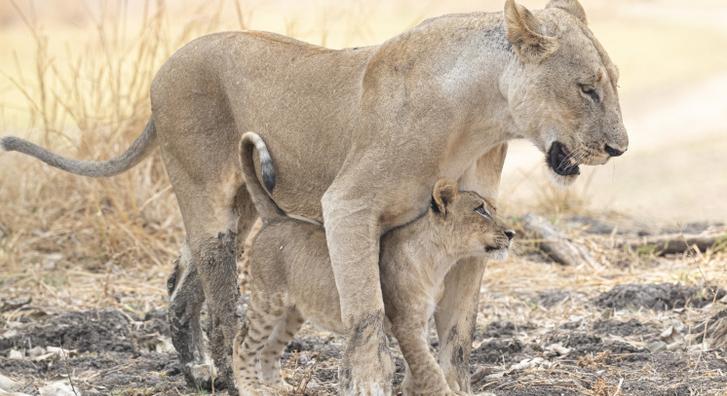 Ilyen imádnivaló anya és kölyke oroszlán duót még aligha látott