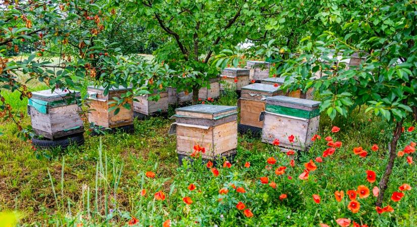 Gazdasági fenntarthatóság egy hazai méhészetben II.
