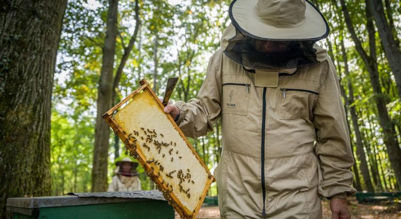Horror a méhek életében: fagyok, atkák, vegyszerek