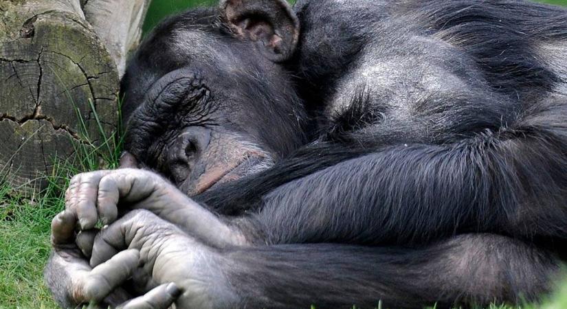 Az Afrikában élő emberszabású majmok több mint harmadát veszélyezteti a bányászat
