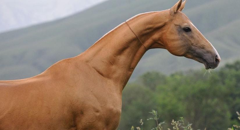 Veszélyeztetett állatfajta lett a honfoglaló magyarok egyik lova
