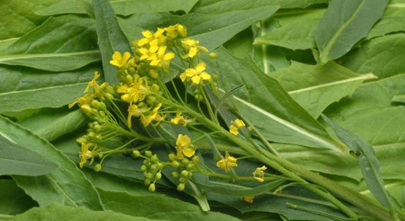 A vadon termő csodanövény, ami csupa jót ad a testnek: a szümcső minden része fogyasztható