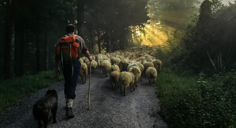 Te tudod, mi az a terelőkutya pontosan? Ahány fajta, annyi munkamódszer