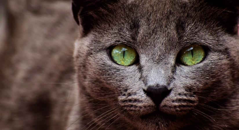 A macskák ékkő színű, vibráló szemeiket egy rejtélyes őstől örökítik