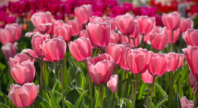 Elárulta a kertész: ettől ontja a virágot a tulipán