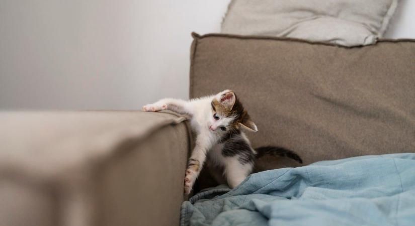 5 tipp, ami segít megvédeni macskájától a bútorokat