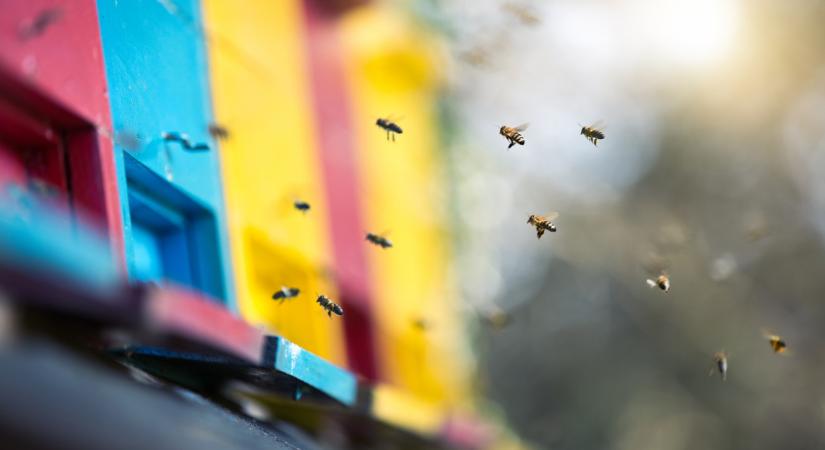 Megtudtuk: kaotikus évre számítanak a magyar méhészek