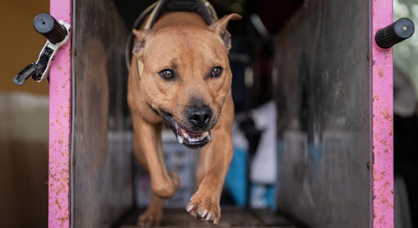 Többmilliós kutyák tépik egymást szét a páston: akár a szomszédod házában is lehet kutyaviadal