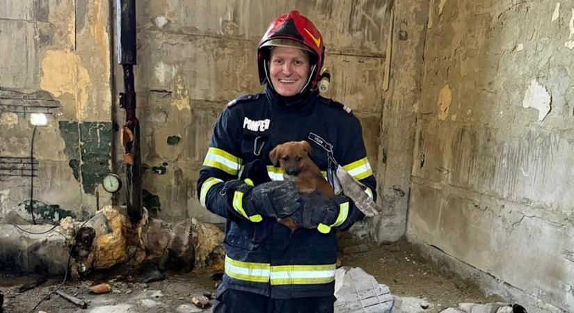 Két fal közé szorult kiskutyát mentettek a tűzoltók – az egyik azonnal örökbe fogadta