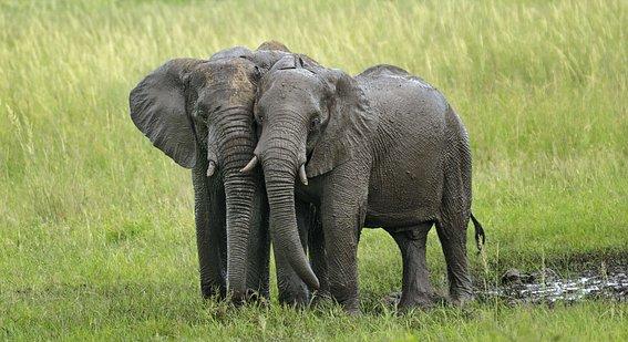Az aszály miatt aukcióra bocsátanak 170 elefántot Namíbiában