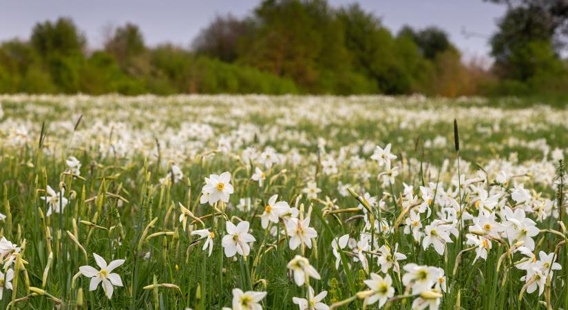 Közeleg Európa legnagyobb összefüggő nárciszmezejének virágzása