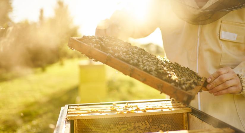 Évtizedek óta nem láttak ilyet a magyar méhészek: ez a méz idén igazi ritkaság lesz