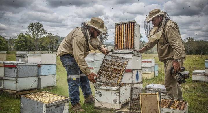 Aggódnak a magyar méhészek: veszélyben az idei méztermés