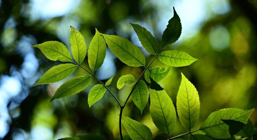 A “mesterséges fotoszintézis” vegyipari hasznosításáról publikáltak cikket az SZTE kutatói
