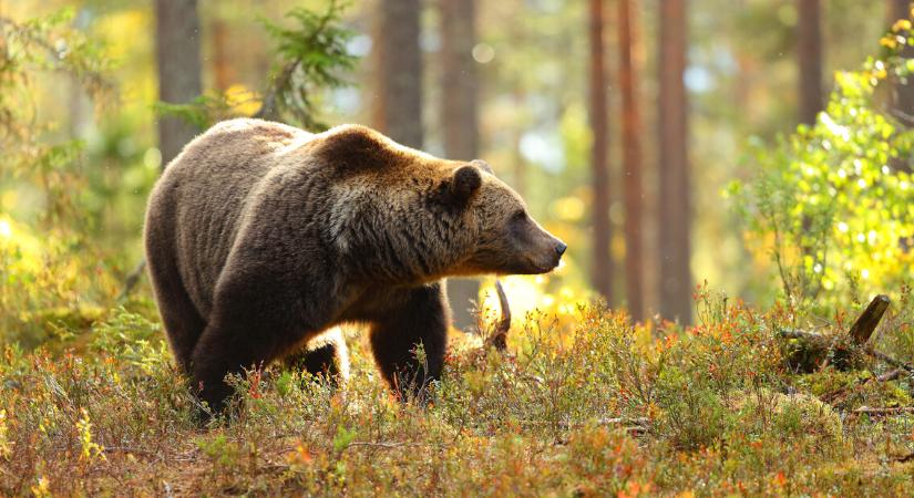 Súlyos medvetámadás történt Szlovákiában