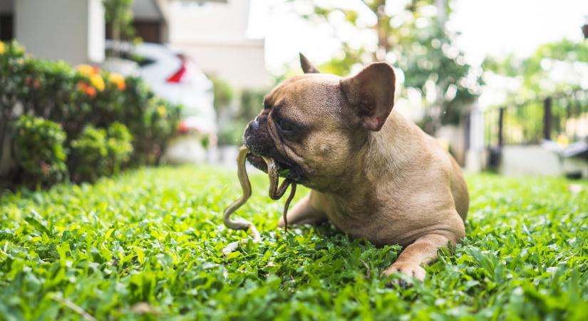 Itthon is összeakadhatsz viperával: így reagálj, ha kutyával vagy