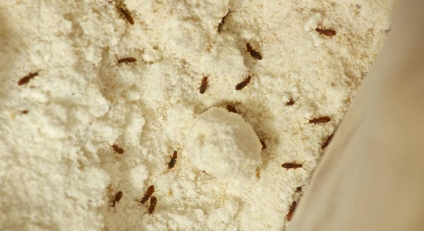 Szinte kiirthatatlan bogarak lepik el a hazai konyhákat, spájzokat: csak így lehet eltüntetni őket