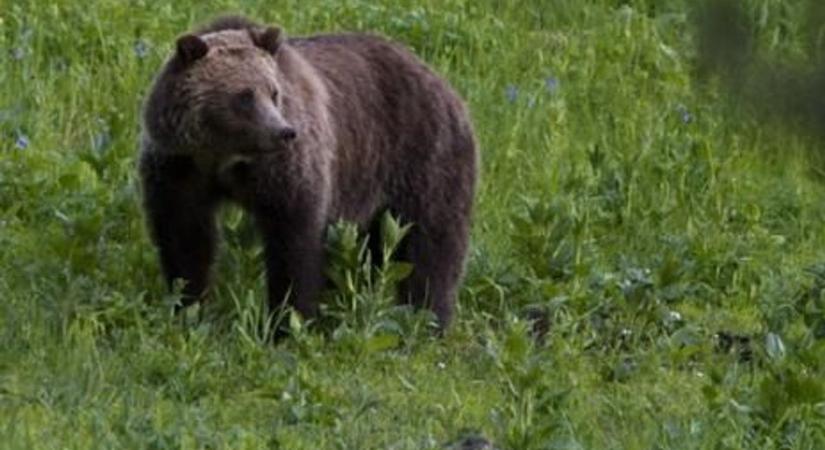 Megszólalt a férfi, akit egy medve támadt meg Szlovákiában