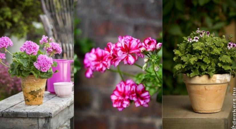 Így gondozd a kerti, futó, angol és az illatos muskátlit