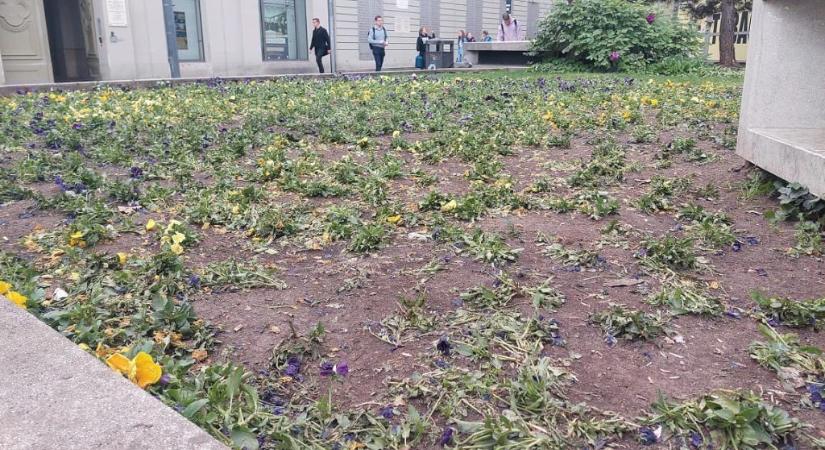 Szinte semmi nem maradt a Deák téri virágágyból, miután tömegek küzdöttek ezer forintosokért
