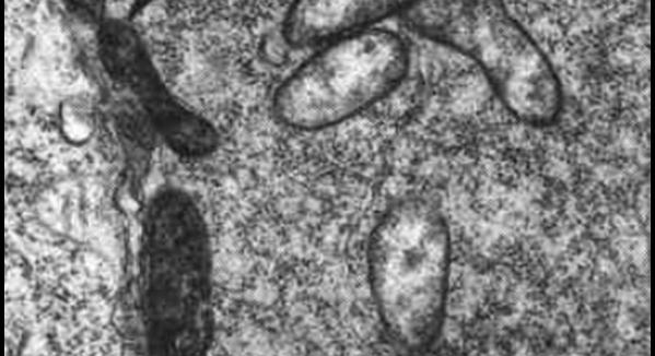 Wolbachia baktériumok: a manipuláció mesterei a gerinctelenek világában