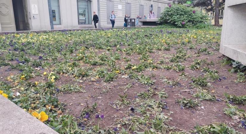 Teljesen letaposták a Deák téri virágokat a szombati ezresdobálás közben