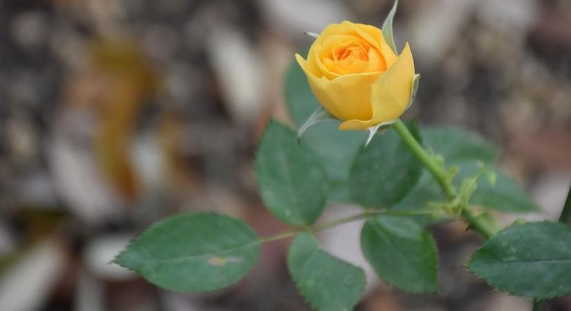A könyvelő temetése – Egy sárga rózsa, meg két fehér