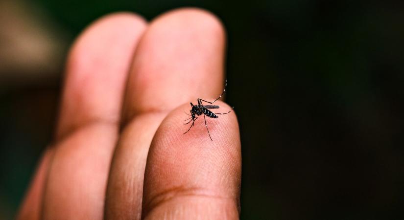 Rettegett japán szúnyogfaj jelent meg itthon: veszélyes kórt terjeszthetnek
