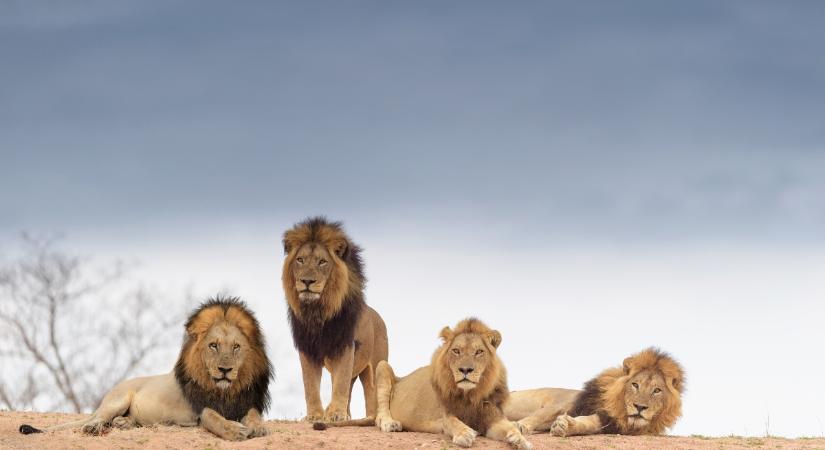 A hírhedt Mapogo oroszlánkoalíció: rémuralmuk alá hajtottak egy egész populációt