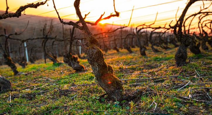Veszélyben a magyar szőlő? Szokatlan jelenség zajlik a villányi és tokaji szőlészetben