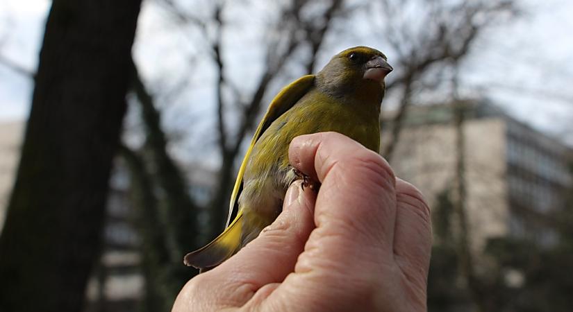 Testközelből is megismerhetjük Debrecen néhány jellegzetes fészkelő madárfaját