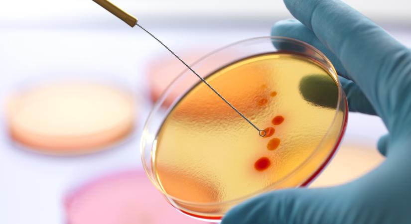 Kutató: „napról napra súlyosbodik az antibiotikumkrízis”