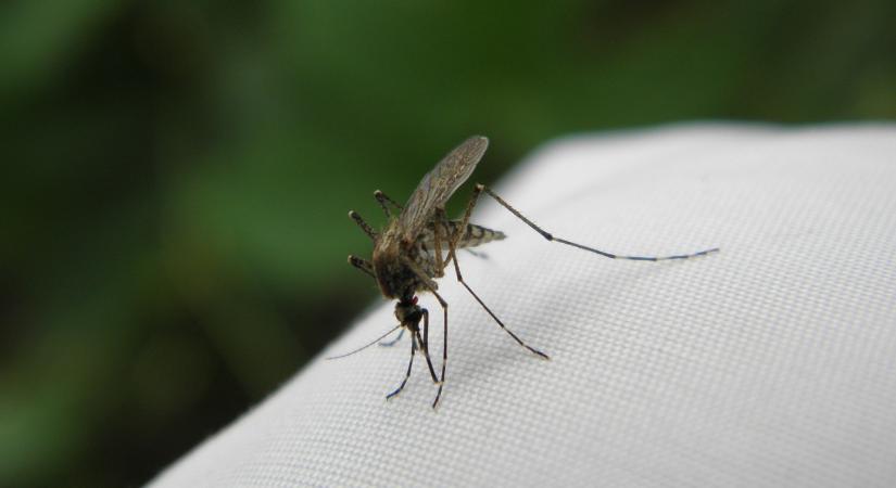 Megkezdődött az idei központi szúnyoggyérítési program