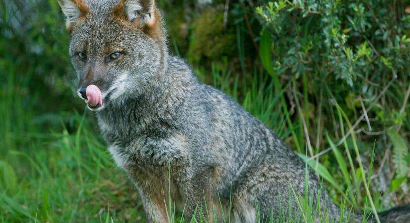 Érdekességek a pamparókákról: a fura kutyafélék, akik nem is rókák igazából